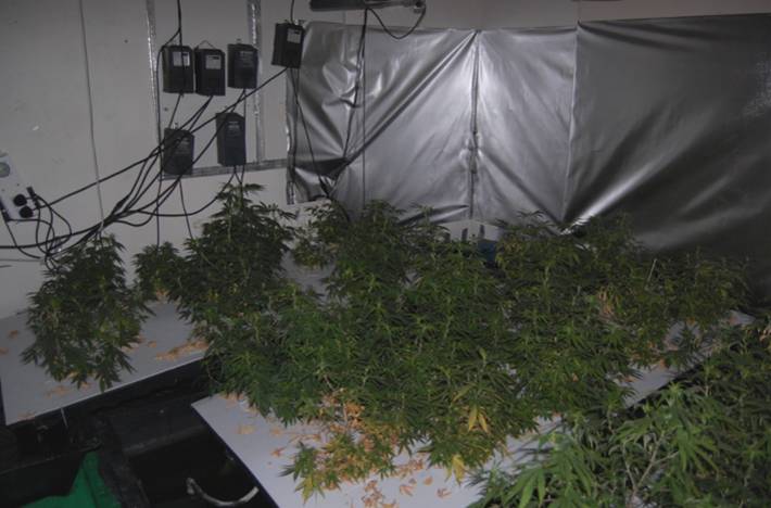 Cannabis plants found by Metropolitan Police